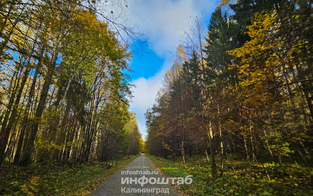 Лес, Краснолесье, дорога, Природа