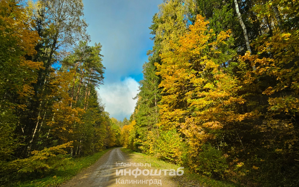 Лес, Краснолесье, дорога, Природа