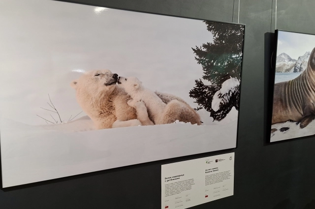 Белая медведица с детенышем. Жан Жумчи (Китай). Место съёмки — Канада. 