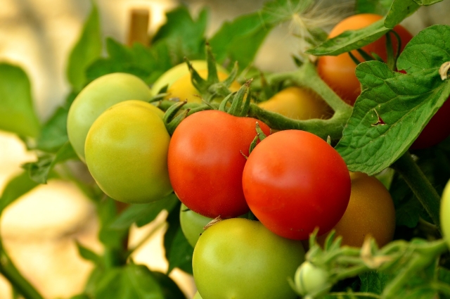 В первой декаде апреля можно сеять некоторые сорта томатов. 