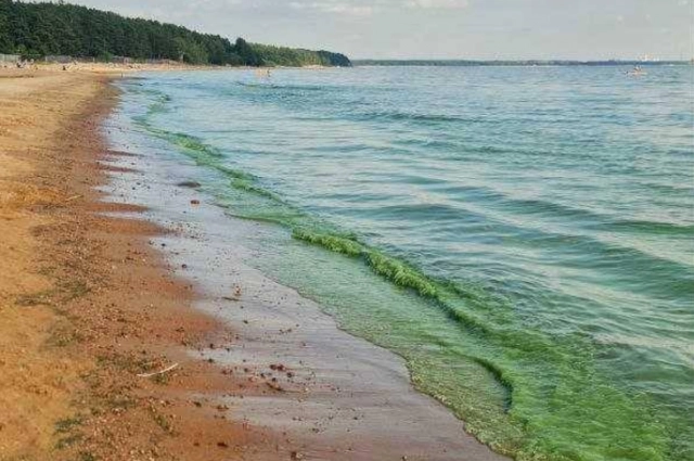 Купание в период цветения водорослей опасно для людей и животных.