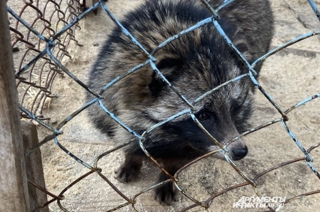 Енотовидная собака.