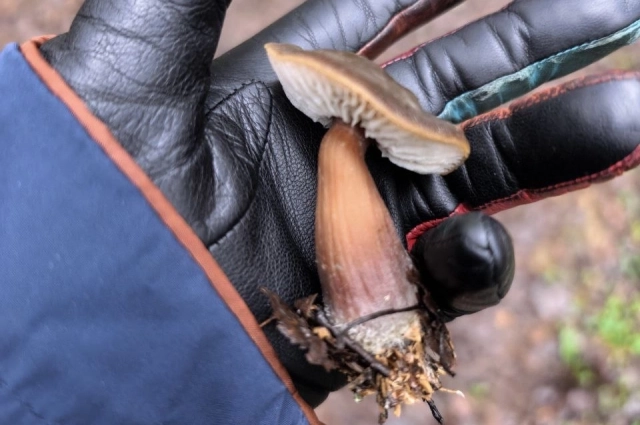 Оттуда же и грибок.