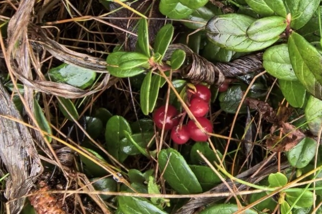 Брусника из Павловска, 6 декабря.
