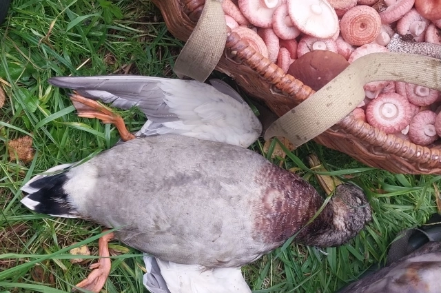 Даже на добычу можно посмотреть с художественной точки зрения: добыча - практически готовый натюрморт. 