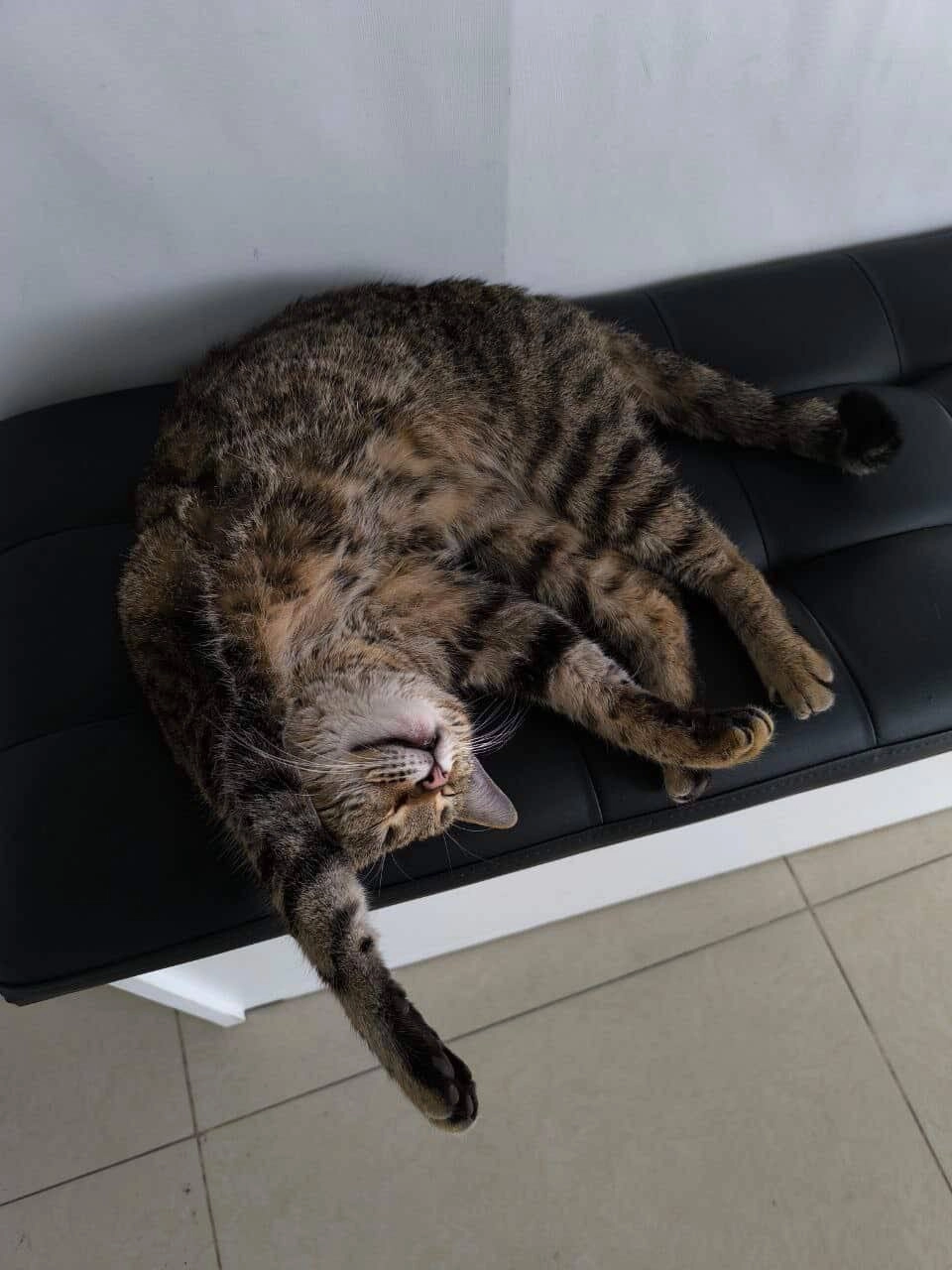 В соцсетях пользователи восхищались хвостатой. 