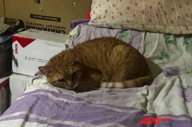 Пенсионерка не хочет расставаться со своими питомцами.