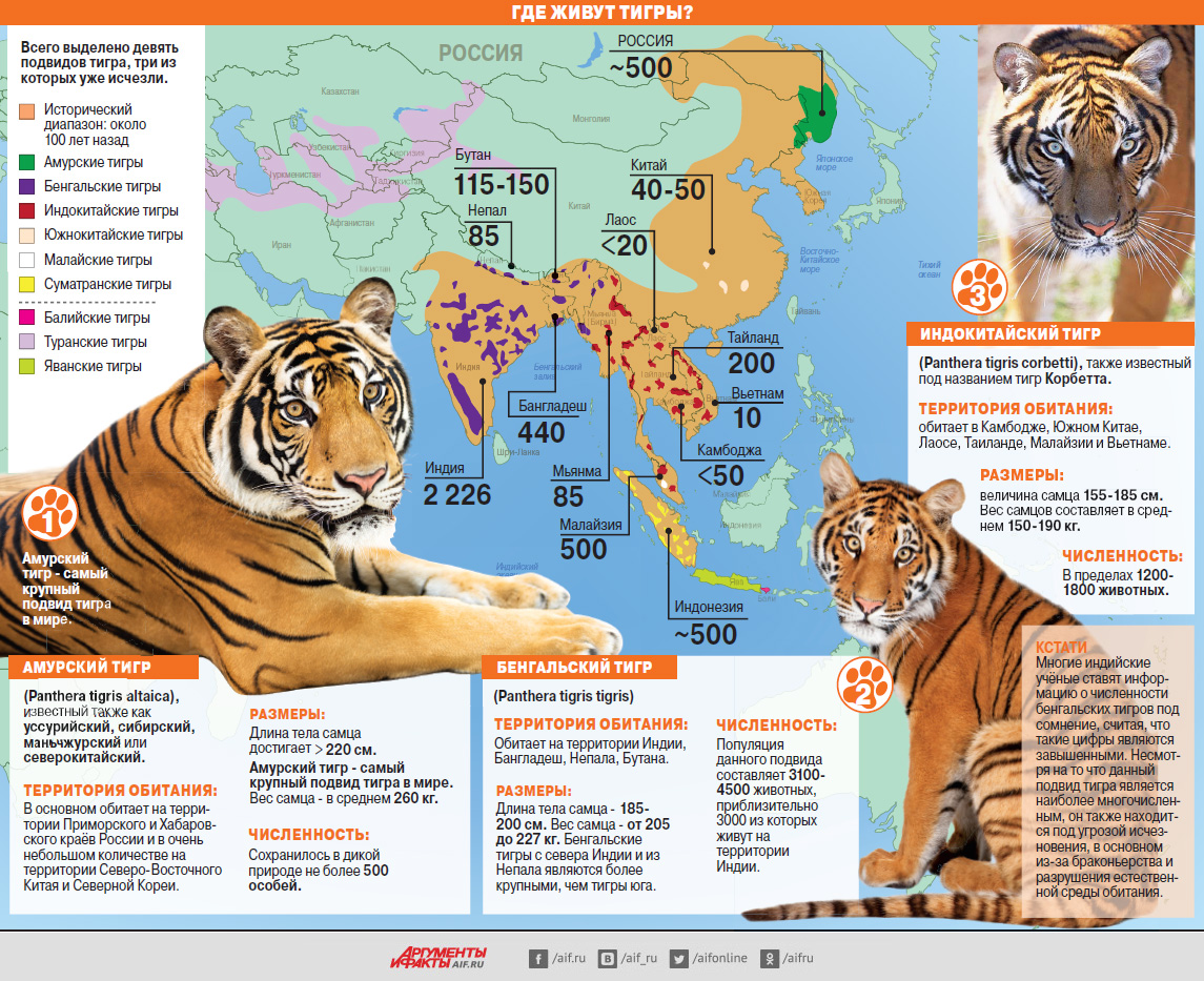Где живут тигры? Инфографика | Инфографика | Вопрос-Ответ | Аргументы и  Факты