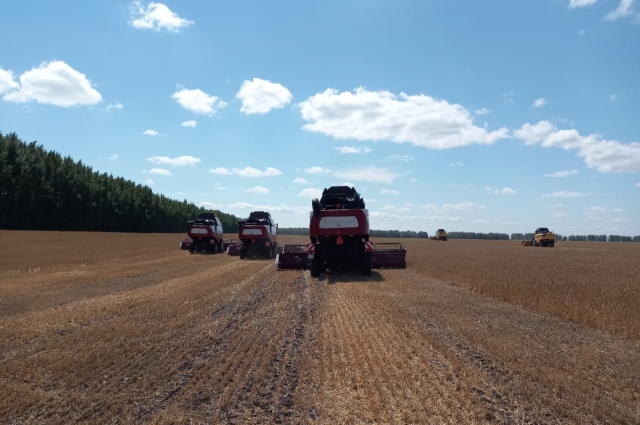 Уборку урожая уже начал Буинский район, собравший в 2020 г. больше всех зерна в республике. 