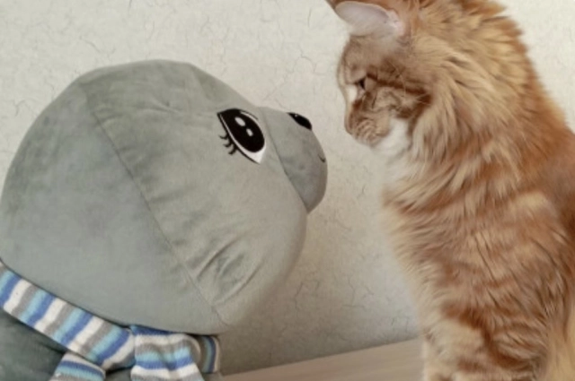 Кто кого победит в гляделки?