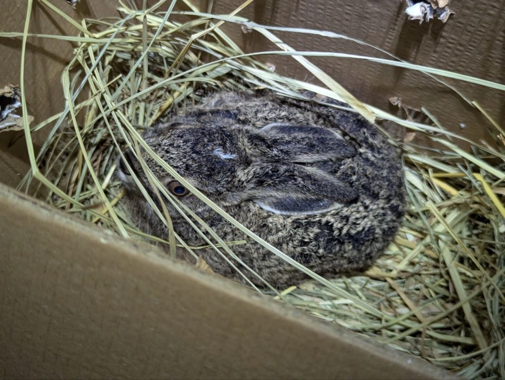 Подросший зайчонок. 